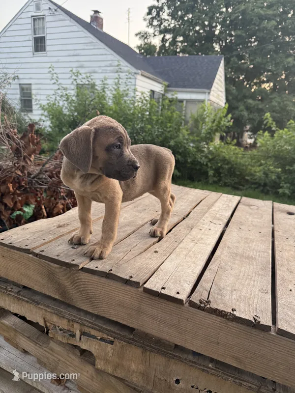 Little ma – Cane Corso puppy for sale in Peoria, IL