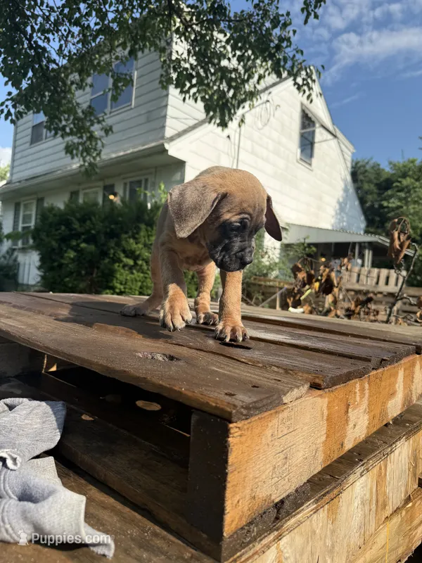 Sage – Cane Corso puppy for sale in Peoria, IL