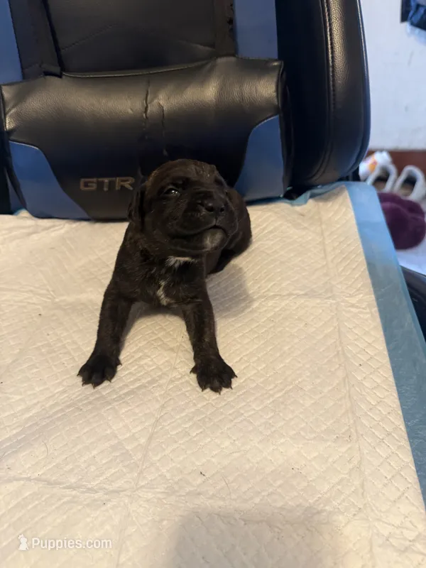 Reece – Cane Corso puppy for sale in Peoria, IL