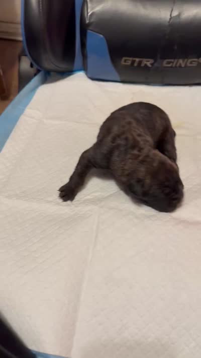 Reece, a female Cane Corso for sale in Peoria, IL – 3 of 4