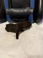 Reece, a female Cane Corso for sale in Peoria, IL – 2 of 4
