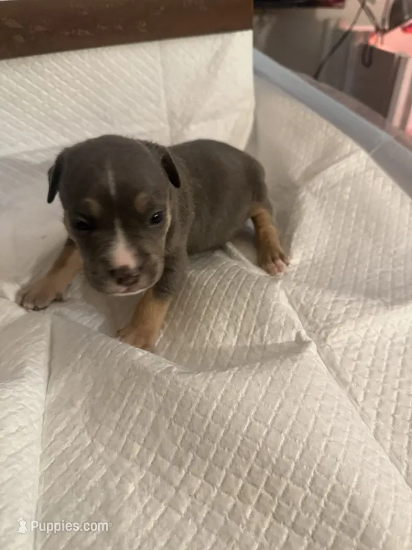 Abkc Aretha  – American Bully puppy for sale in Peoria, IL