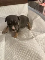 Abkc Aretha , a female American Bully for sale in Peoria, IL – 1 of 5