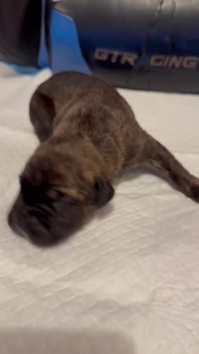 Zeus, a male Cane Corso for sale in Peoria, IL – 5 of 7
