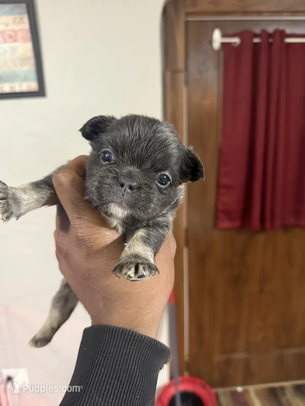 Akc Fluffy Katie – French Bulldog puppy for sale in Peoria, IL