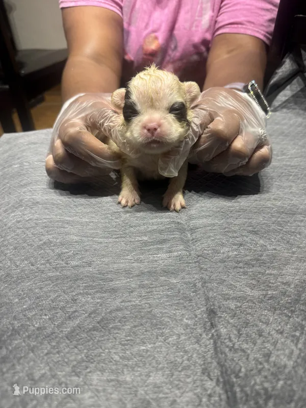 Akc Fluffy Sara – French Bulldog puppy for sale in Peoria, IL