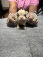 Akc Fluffy Sara, a female French Bulldog for sale in Peoria, IL – 1 of 4