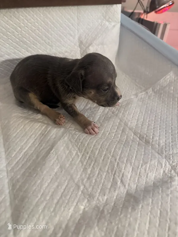 Abkc Runt – American Bully puppy for sale in Peoria, IL