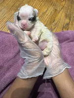 Akc Fluffy Sara, a female French Bulldog for sale in Peoria, IL – 2 of 4