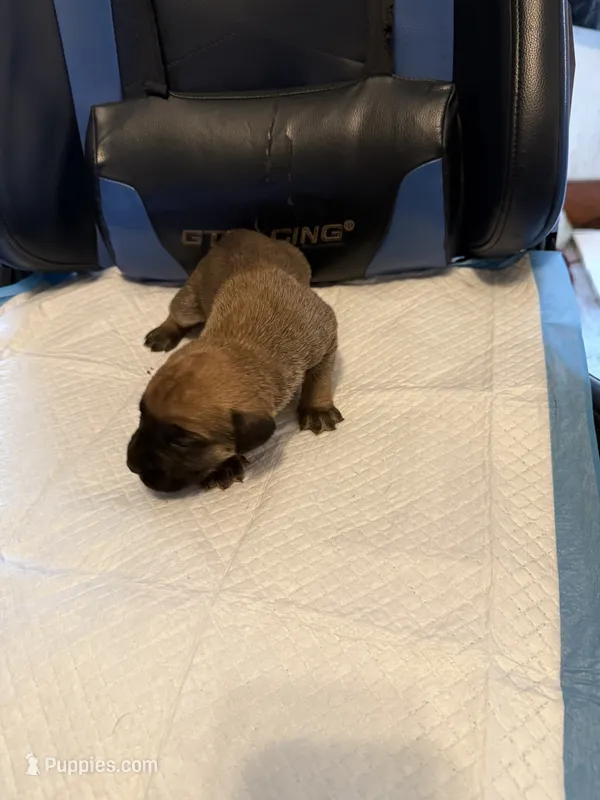 Red – Cane Corso puppy for sale in Peoria, IL
