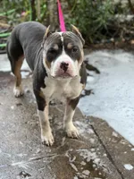 Abkc Runt, a female American Bully for sale in Peoria, IL – 4 of 5