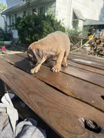 Little ma, a female Cane Corso for sale in Peoria, IL – 2 of 7