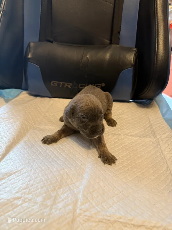 Asha – Cane Corso puppy for sale in Peoria, IL