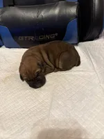 Sexy Red, a female Cane Corso for sale in Peoria, IL – 2 of 4