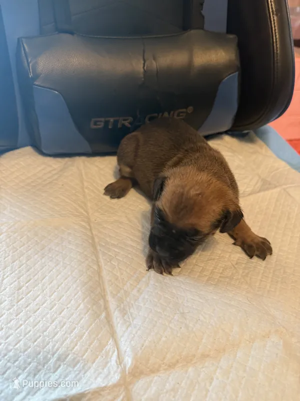 Bella – Cane Corso puppy for sale in Peoria, IL