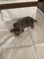 Abkc Luther , a male American Bully for sale in Peoria, IL – 3 of 5