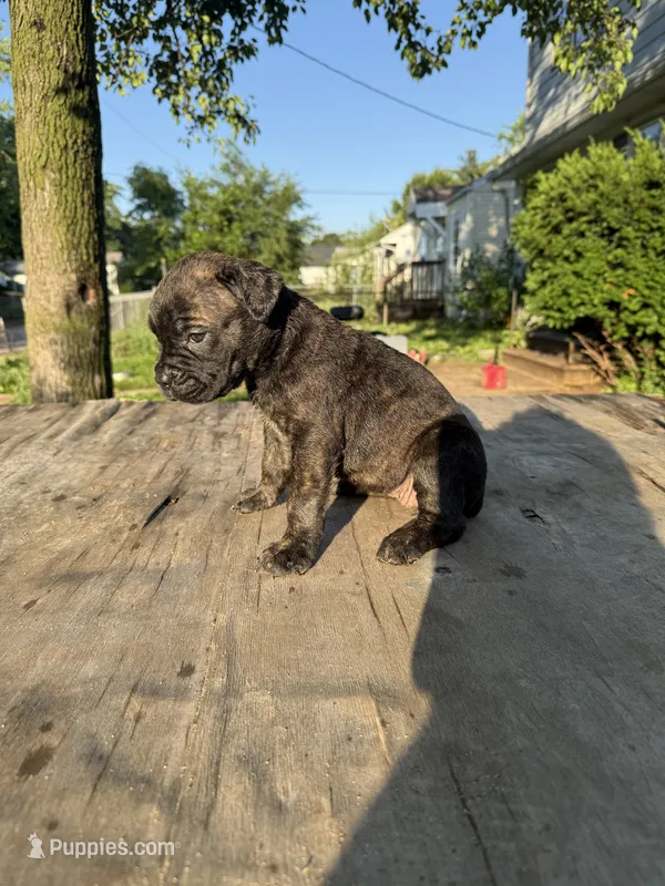 Reece – Cane Corso puppy on hold in Peoria, IL