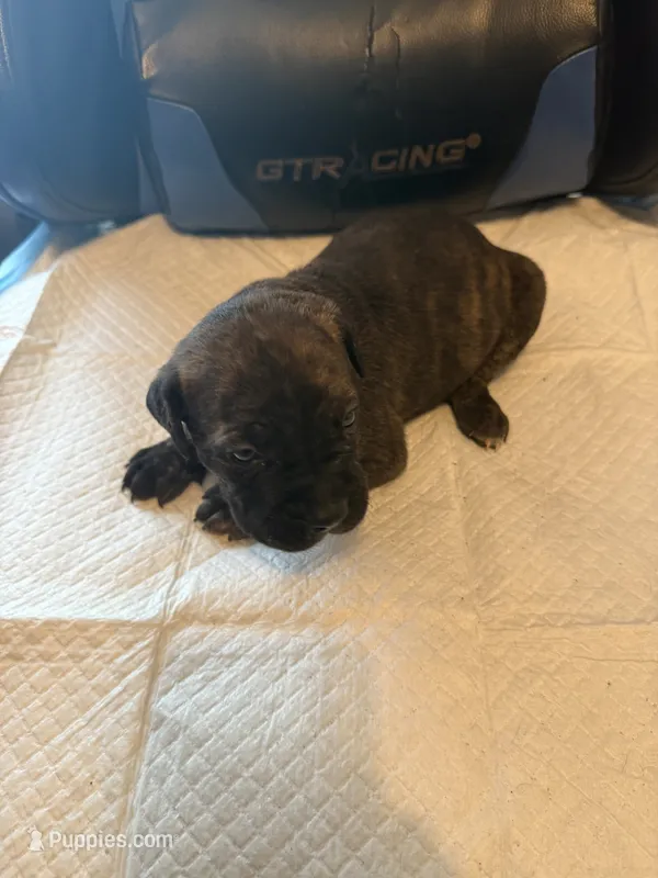 Zeus – Cane Corso puppy for sale in Peoria, IL