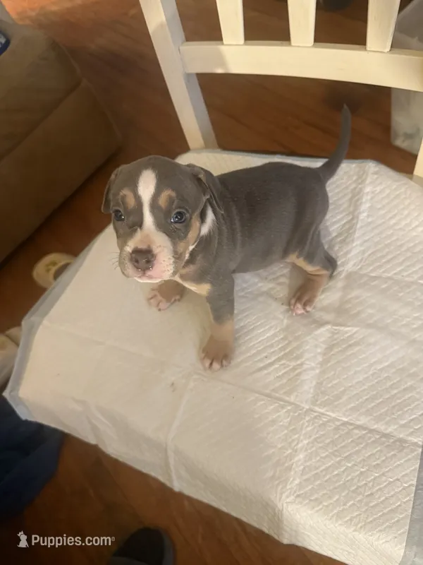 Abkc Diana – American Bully puppy for sale in Peoria, IL