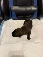 Lucky, a male Cane Corso for sale in Peoria, IL – 2 of 4