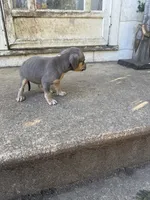 Abkc Runt, a female American Bully for sale in Peoria, IL – 3 of 9