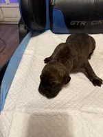 Lucky, a male Cane Corso for sale in Peoria, IL – 1 of 4
