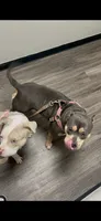 Abkc Aretha , a female American Bully for sale in Peoria, IL – 5 of 5