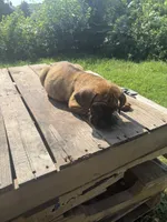 Red, a male Cane Corso for sale in Peoria, IL – 3 of 9
