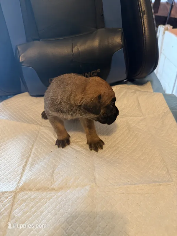 Red – Cane Corso puppy for sale in Peoria, IL
