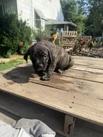 Sade, a female Cane Corso for sale in Peoria, IL – 3 of 8