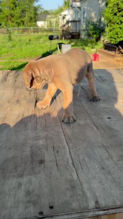 Sage, a female Cane Corso for sale in Peoria, IL – 7 of 9