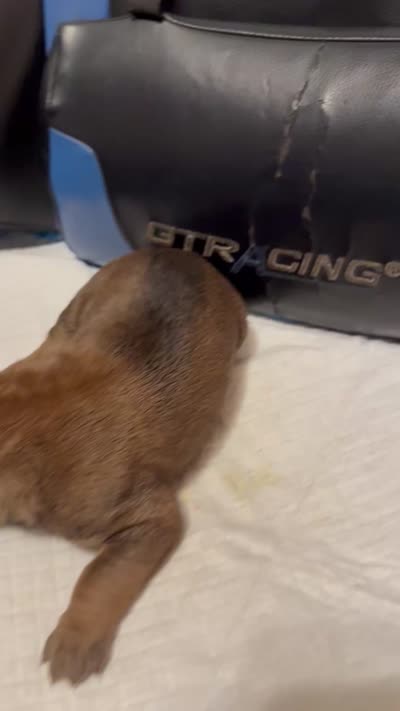 Sexy Red, a female Cane Corso for sale in Peoria, IL – 4 of 4