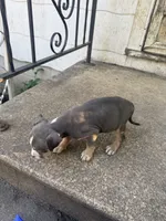 Abkc Anita , a female American Bully for sale in Peoria, IL – 2 of 9