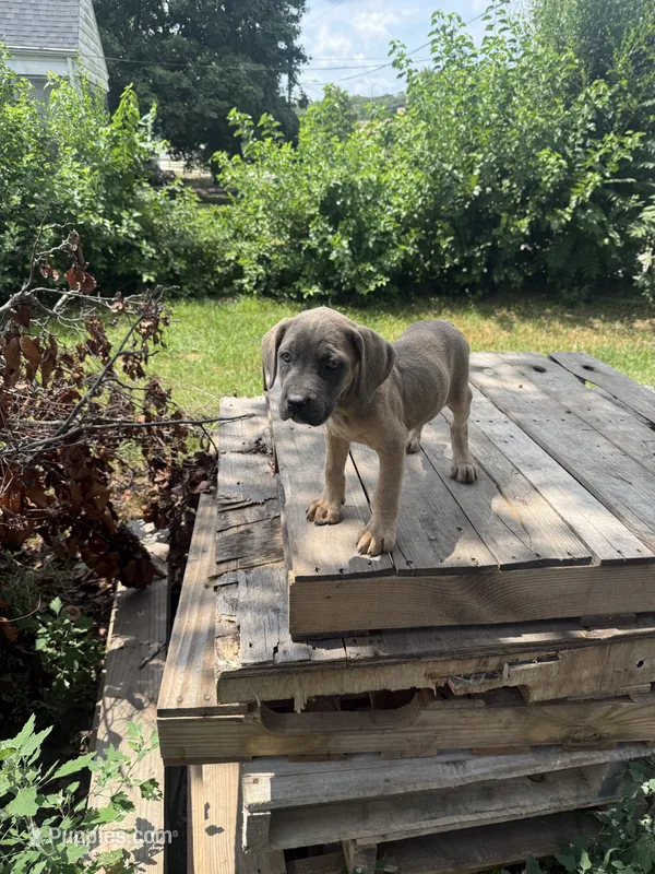 Little ma – Cane Corso puppy for sale in Peoria, IL