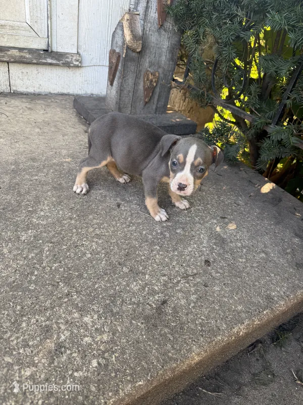 Abkc Anita  – American Bully puppy for sale in Peoria, IL