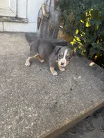Abkc Anita , a female American Bully for sale in Peoria, IL – 1 of 9