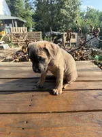 Little ma, a female Cane Corso for sale in Peoria, IL – 5 of 7