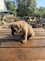Little ma, a female Cane Corso for sale in Peoria, IL – 4 of 7