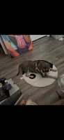Abkc Anita , a female American Bully for sale in Peoria, IL – 4 of 5