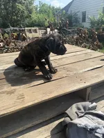Sade, a female Cane Corso for sale in Peoria, IL – 6 of 8