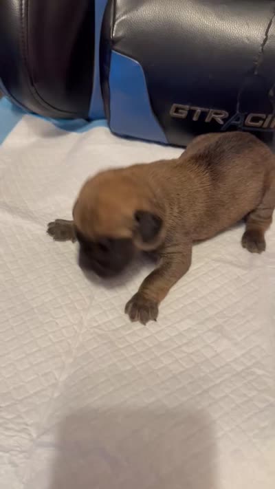 Red, a male Cane Corso for sale in Peoria, IL – 6 of 7