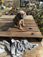 Sage, a female Cane Corso for sale in Peoria, IL – 2 of 9