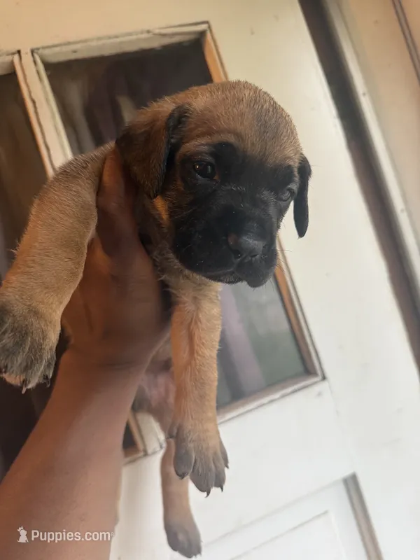 Red – Cane Corso puppy for sale in Peoria, IL