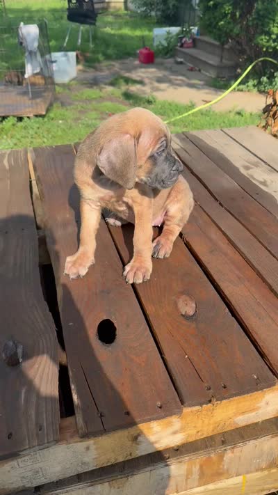 Sage, a female Cane Corso for sale in Peoria, IL – 6 of 9
