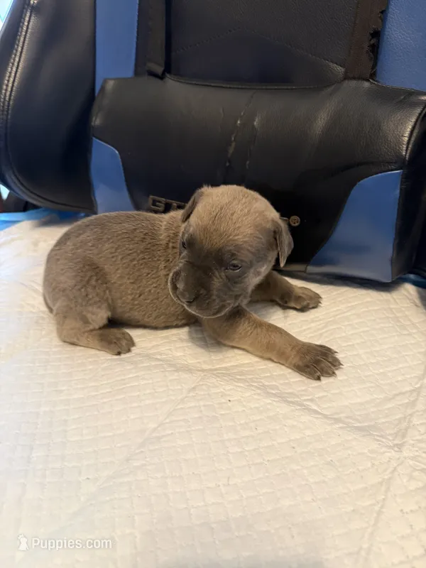 Sage – Cane Corso puppy for sale in Peoria, IL