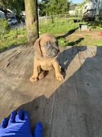 Sage, a female Cane Corso for sale in Peoria, IL – 8 of 9
