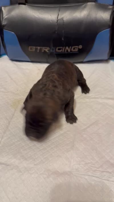Reece, a female Cane Corso for sale in Peoria, IL – 4 of 4
