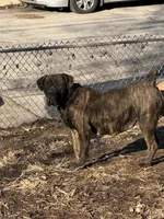 Red, a male Cane Corso for sale in Peoria, IL – 4 of 7