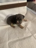 Abkc Aretha , a female American Bully for sale in Peoria, IL – 3 of 5