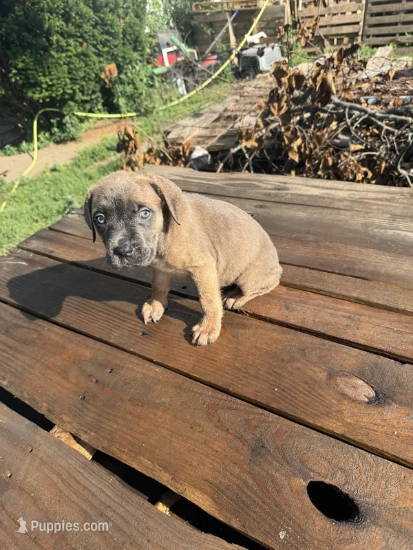Little ma – Cane Corso puppy for sale in Peoria, IL